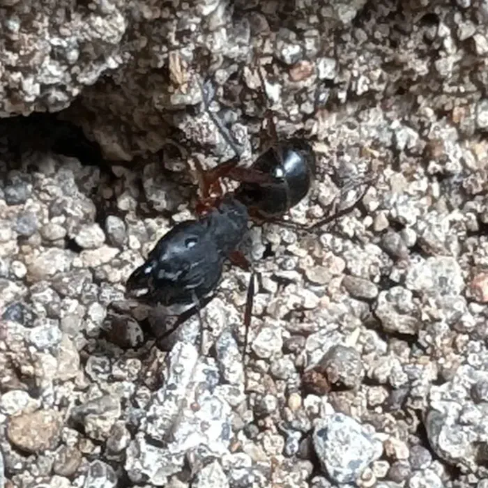 A black ant with reddish legs walking over gravel beside a small hole.