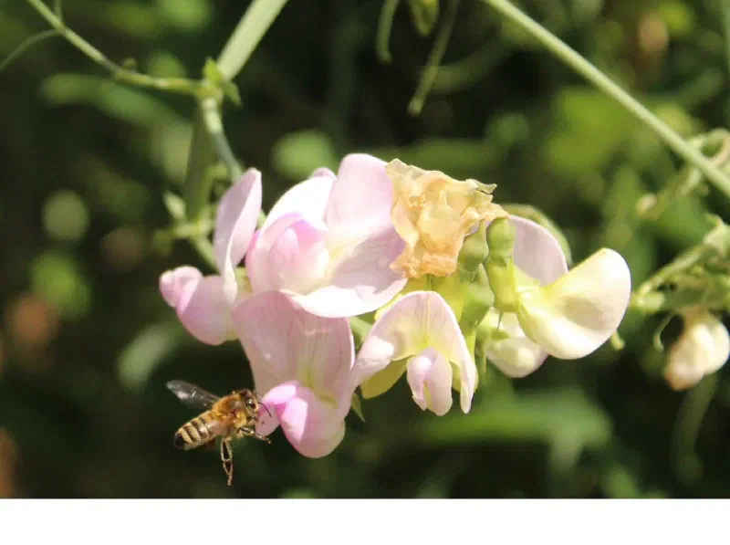 A honey bee visiting pale pink sweet pea flowers.