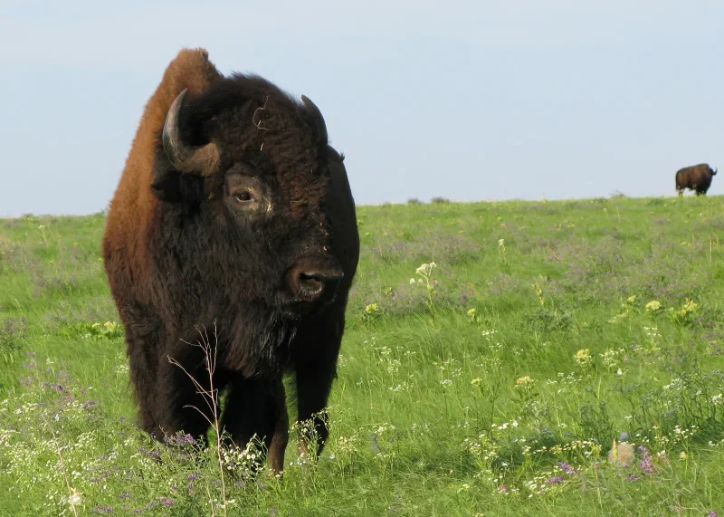 An American bison standing in a green field, showing its heavy head and shoulder hump.