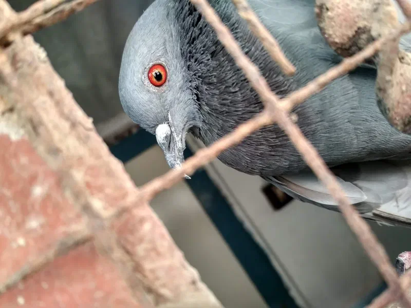 Close-up of a gray homing pigeon with a red eye behind the wire of its enclosure.