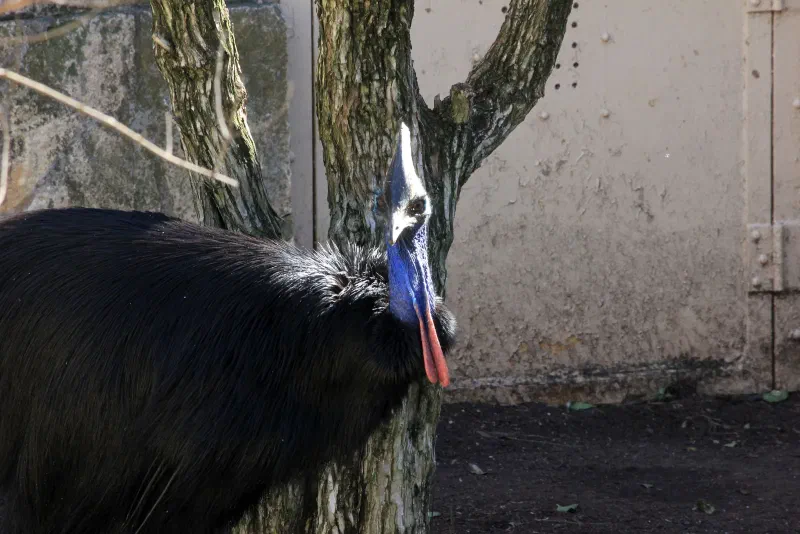 A cassowary standing in an enclosure, with a blue neck, red wattles and tall casque.