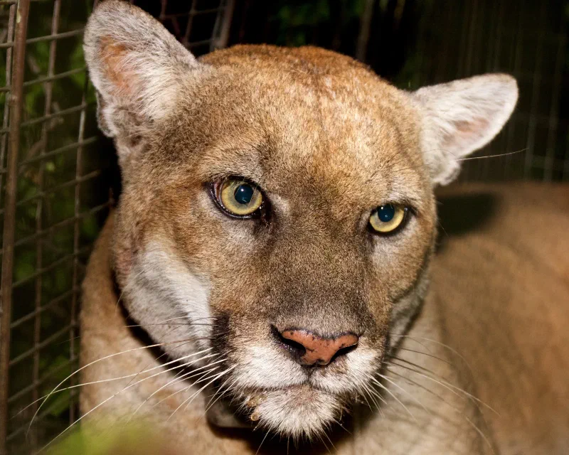 Close-up of mountain lion P-22, with tawny fur, alert ears and greenish eyes.