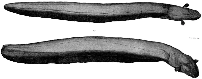 Two views of an electric eel in a 1775 engraving after John Hunter, engraved by James Roberts.