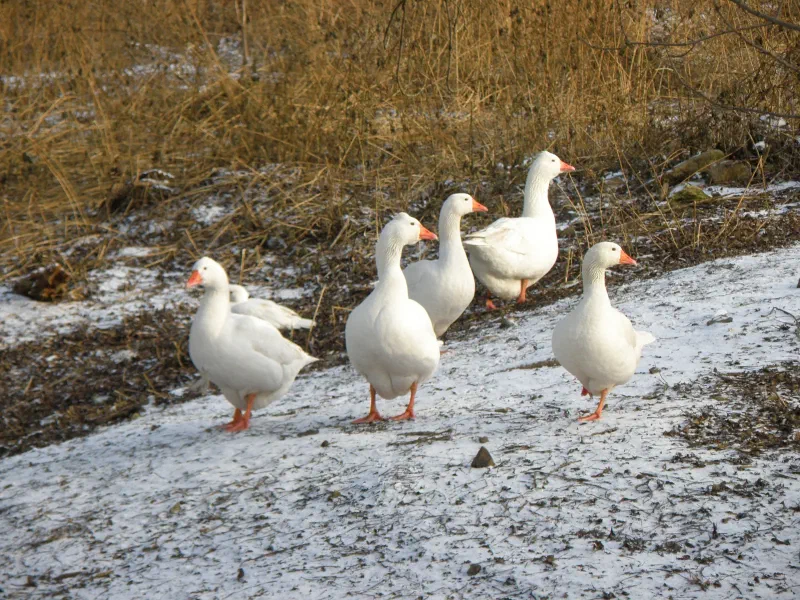 A group of white geese standing on a gravel path beside a pond.