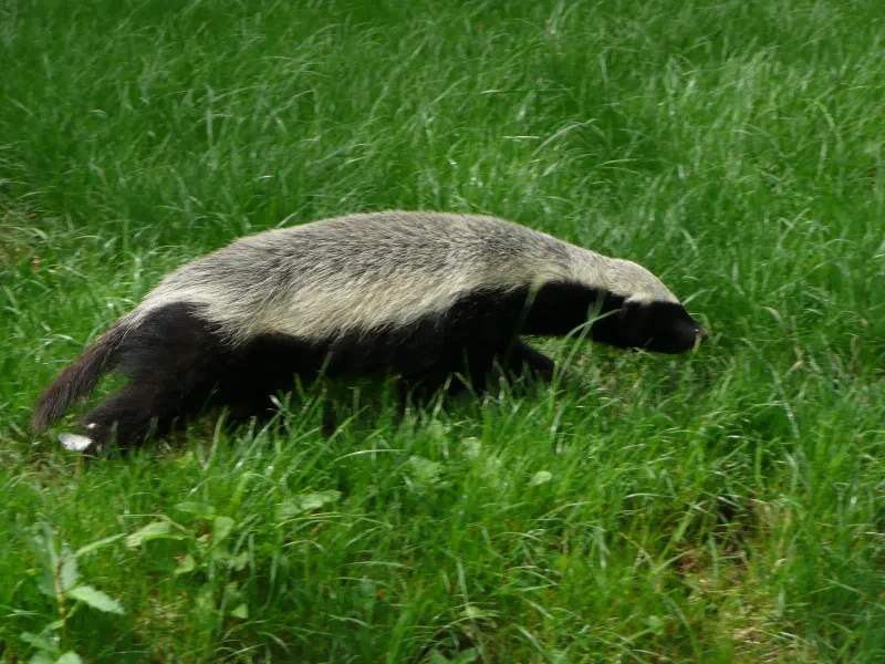 A honey badger with a broad silver back walking through green grass.