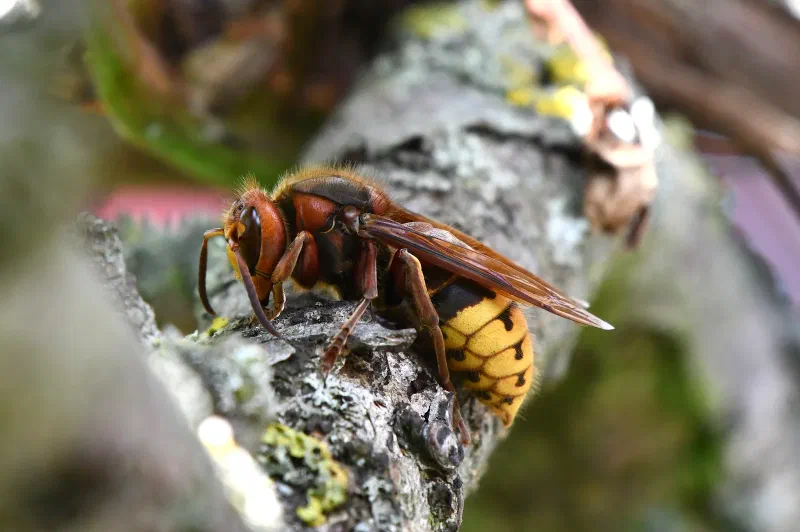 A European hornet clinging to rough bark, with its yellow-banded abdomen visible.