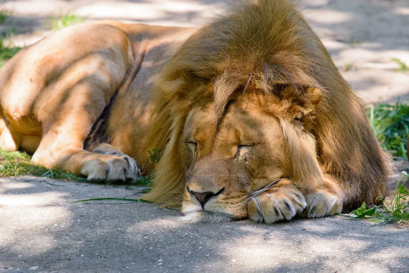 A male lion resting on a rock with its golden mane spread around its face.