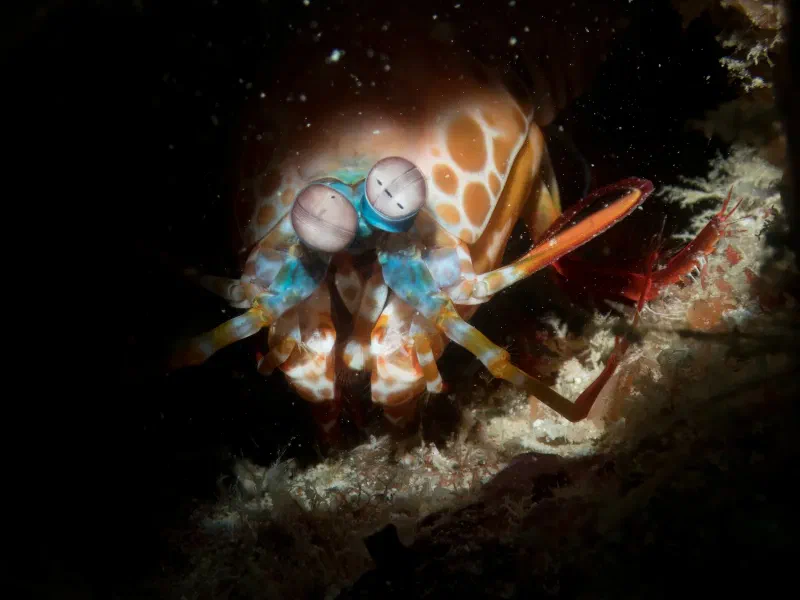 A colorful peacock mantis shrimp looking out from a dark rocky crevice.