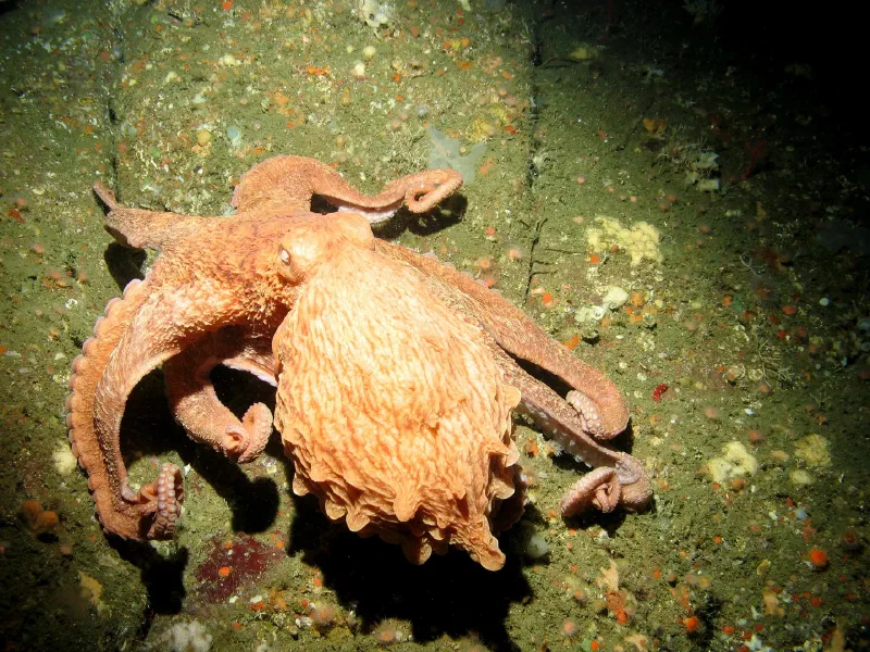 An orange giant Pacific octopus spreading its arms across the rocky seafloor.