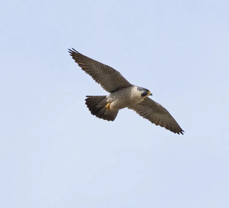A peregrine falcon flying with its wings extended against a pale blue sky.