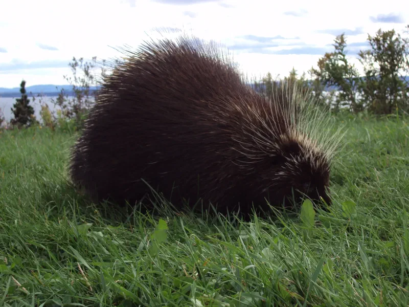 A New World porcupine standing on grass with its dense dark quills visible.