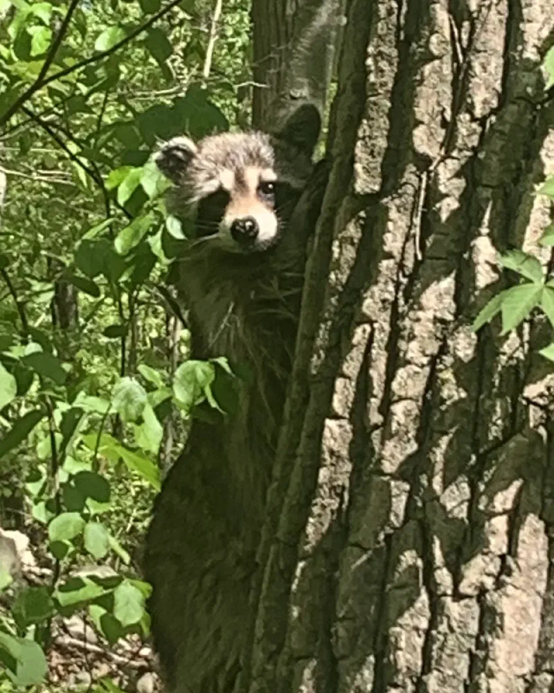 A masked raccoon peering around a tree trunk among green leaves.