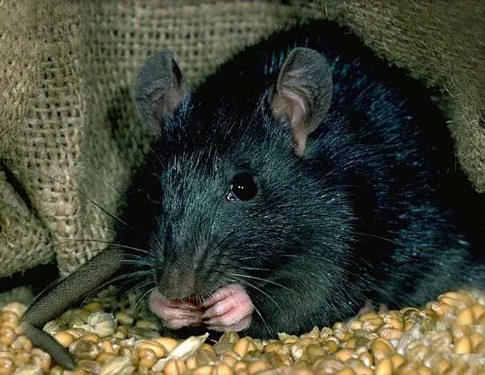 A dark-furred rat holding food between its forepaws over scattered grain.
