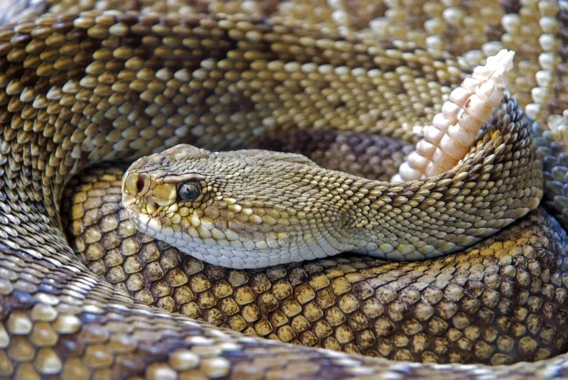 A coiled rattlesnake with its head resting above its patterned body.