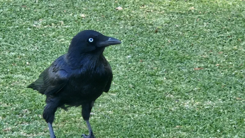 A glossy black little raven walking across a green lawn.