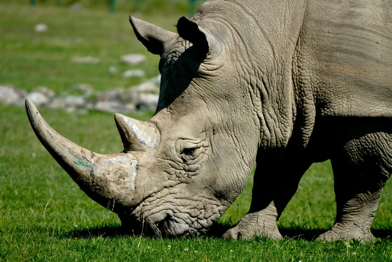 Close-up of a grazing rhinoceros, showing two horns and deeply folded gray skin.