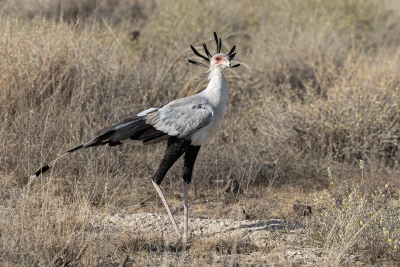 A secretary bird walking through dry grass, showing its long legs and crest feathers.