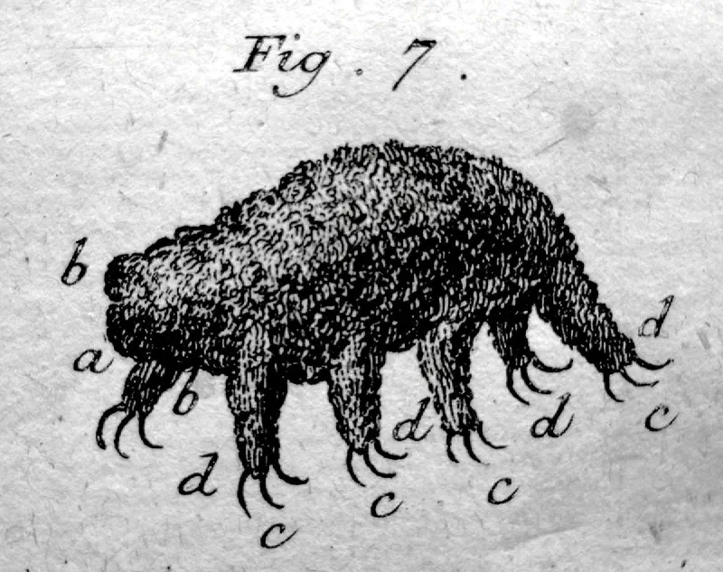 Johann August Ephraim Goeze’s 1773 black-and-white illustration of a tardigrade, with eight short legs.