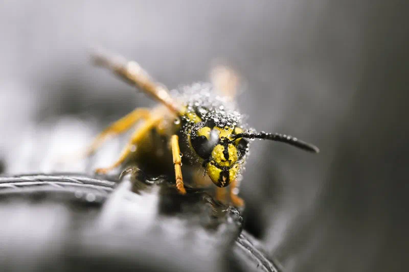 A yellow-and-black wasp facing the camera at close range.