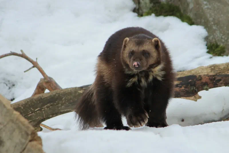 A brown wolverine standing in snow in front of fallen branches.